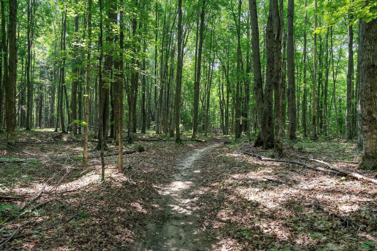 Wooded paths on the Camp Tanuga property